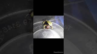 Frog Can Also Move Its Stomach Out Of Its Bodydid You Knowfact