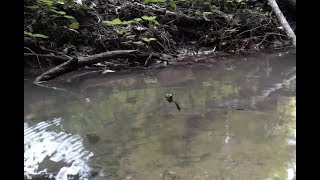 Quelljungfer bei der Eiablage