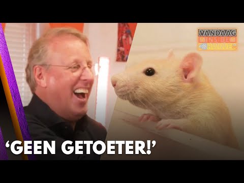Knaagdieren van Chris Woerts voorspellen winst voor Oranje op Turkije: 'Geen getoeter!'