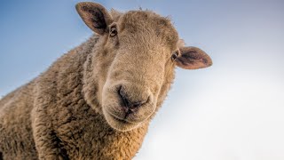 SHEEP ASMR FARM SOUNDS: 3 Hours for RELAXING, STUDY, FOCUS, MEDITATION, RELAXATION, and SLEEP screenshot 4