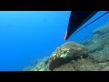 Agguato nei primi 10 metri #spearfishing #fishing #gopro #pescainapnea @giuseppeanglerarcurinew