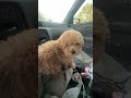 20260615 Family puppy separation