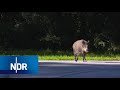 Wildschweine: Die cleveren Wildschweine von Usedom | DIE REPORTAGE | NDR