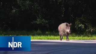 Wildschweine: Die cleveren Wildschweine von Usedom | DIE REPORTAGE | NDR thumbnail
