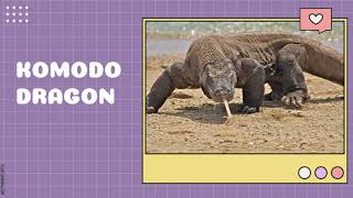 Komodo Dragon Adaptation I Dominic