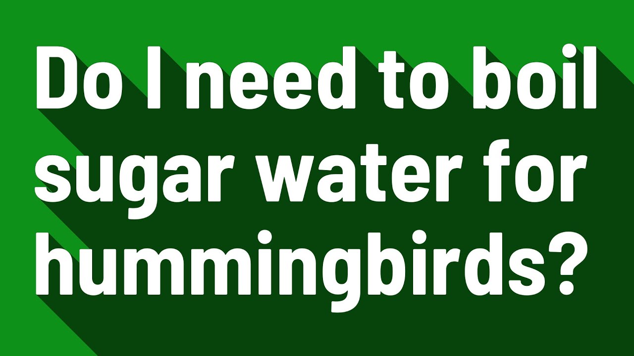 Do You Need To Boil Sugar Water For Hummingbirds Quick Answer