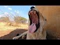 Let’s Discuss Trophy Hunting With #AskMeg  | The Lion Whisperer