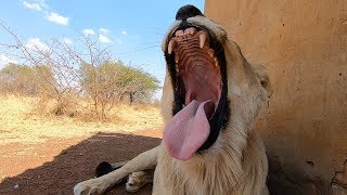 Let’s Discuss Trophy Hunting With #AskMeg | The Lion Whisperer