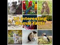 Interesting animal facts #shorts 🐈🐶