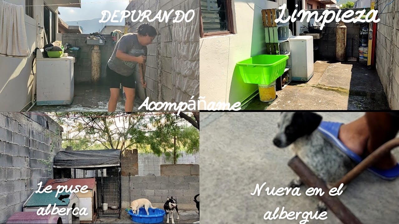 LIMPIEZA ✨ Y DEPURACION EN LA LAVANDERÍA LES PUSE  ALBERCA  A LOS PERRITOS  BIEN VENIDOS ❤️
