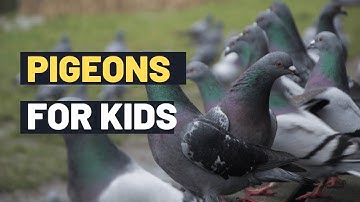 Pigeons: Discover the Fascinating World of Pigeons: Fun Facts and  Behaviors | Lesson For Kids