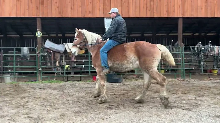 Sold 3985 Belgian Mare 16H 15 years old $975 plus a $40 Coggins deadline 12/5/25 ￼