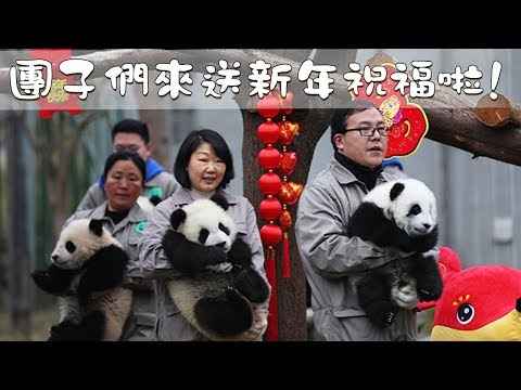 《超萌滾滾秀》第一百三十八期 團子們來送新年祝福啦！| iPanda熊貓頻道