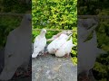 🕊️kabutar beautiful  🐥baby || maa to baby 👍|| new Youtube      🙏shorts video   ||     ❤️kichu khon