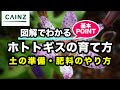 ホトトギスの育て方 カインズ花図鑑