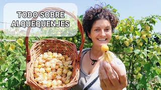 Todo sobre os ALQUEQUENJES (physalis) coidados, entutorado, recetas ... 👩🏻‍🌾  ||{NUSKA}