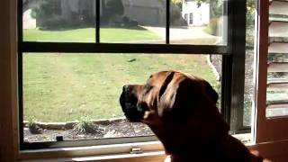 Dog howling at tornado siren