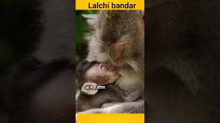 laalchi bandarmoralstories #shortstory #kidsstories #lifelessons #morallessons
