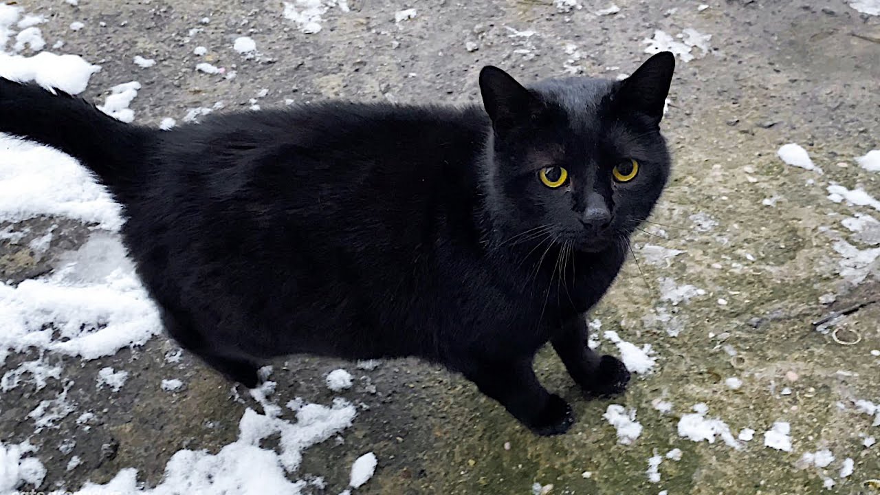 Black pregnant cat asks to feed her and purrs YouTube