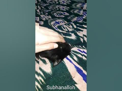 Maserati Monika porno