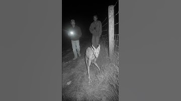Chupacabra Caught on CCTV By Native Reservation