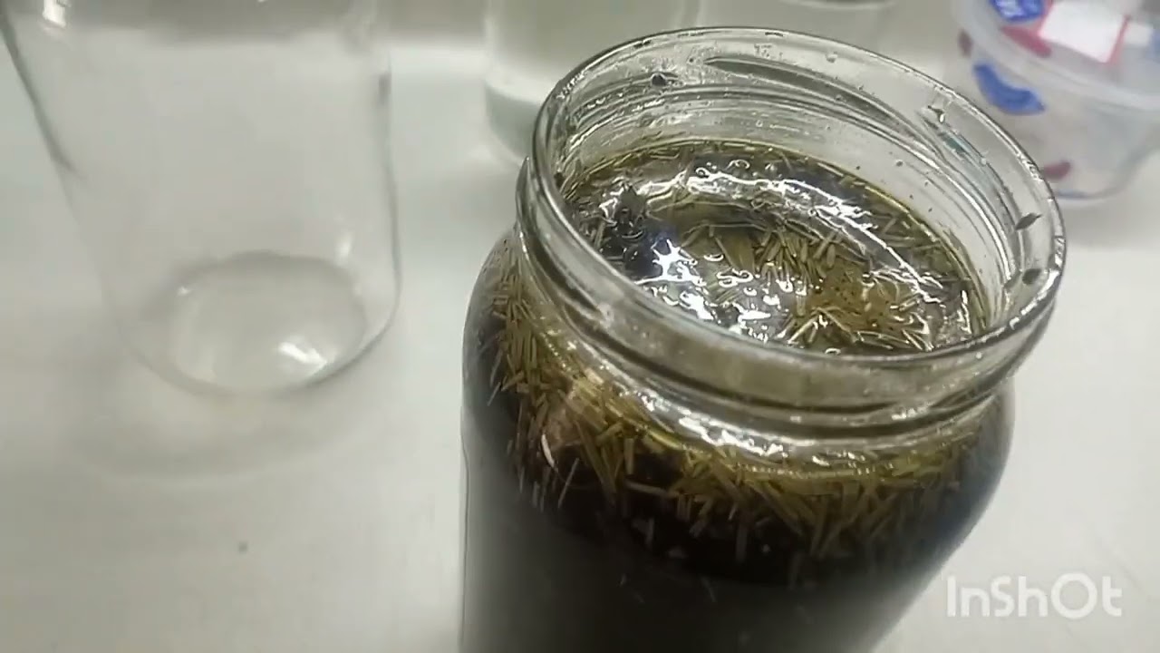 ምርጥ  የፀጉር የአምላ ቅባት ተጠቀሙት👌👌👌