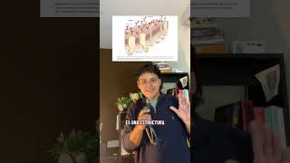 Resumiendo el Guyton en Shorts Cap.2