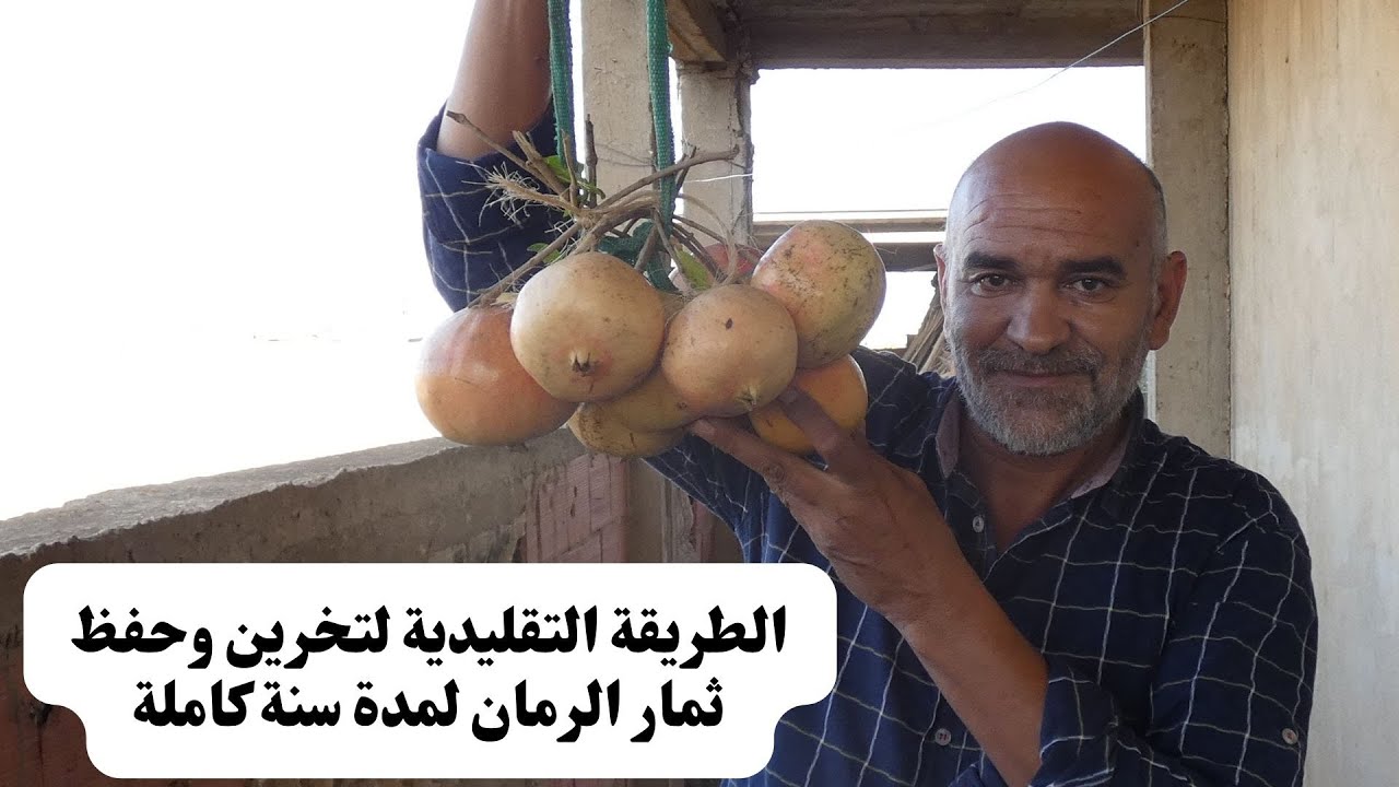 خطوات تخزين وحفظ  ثمار الرمان بطريقة تقليدية /أقدم  طريقة بيولوجية لتخزين ثمار الرمان لمدة طويلة.