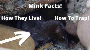 Mink Facts! How They Live & How To Trap!