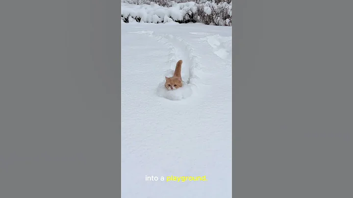 Watch the video about Cat vs Snow