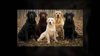 Labrador Retriever Training Puppy by Mark Mendoza - Dog Training Tips 54 views 5 years ago 53 seconds