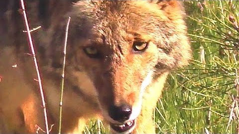 Wildlife Spotting: Wild Coyote Hunts Pocket Gophers - Yosemite National Park (Graphic)