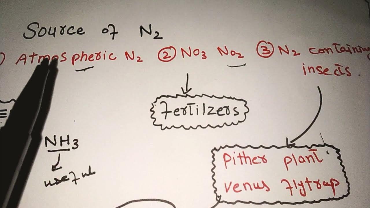 Biochemistry of nitrogen fixationsource of nitrogen YouTube