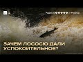 Лекарства попадают в воду. Как они влияют на рыб?