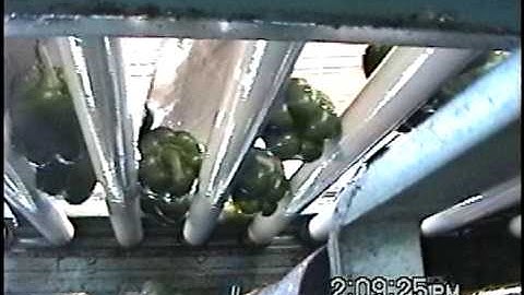 Kerian Bell Pepper Grader Sorting Bell Peppers by Size