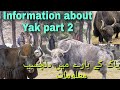 Some information about Yak animal, Gilgit Baltistan part (2)