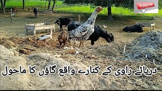 |دریائے راوی کے کنارے واقعہ گاؤں کا پیور دیسی ماحول||Beautiful Village Agriculture in Ravi Riversid|