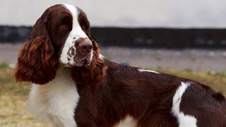 The Benefits of Using English Springer Spaniels in Agricultural Pest Management