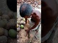 The Most Satisfying Way to Peel a Coconut
