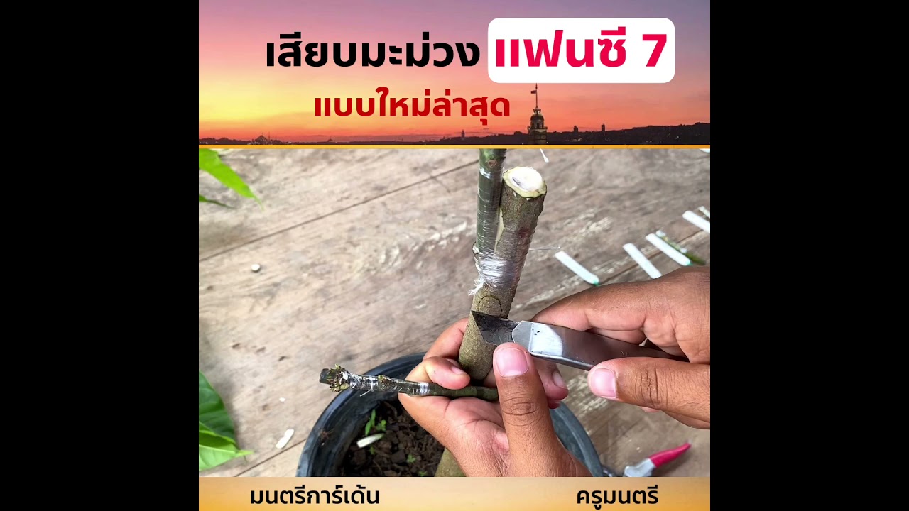 มะม่วงแฟนซี7