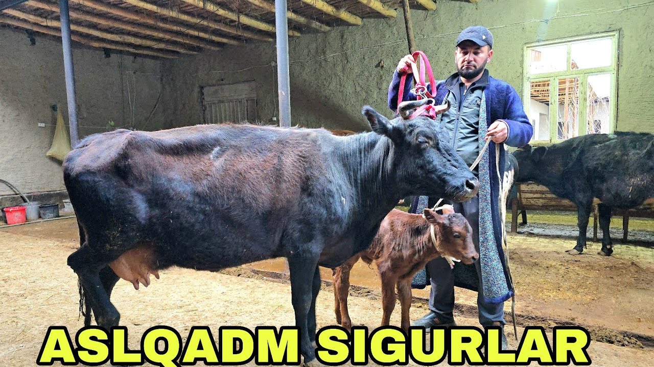  Dilshod akadan yangi partiay aslqam sigirlardan kutganlar uchun maxsus 28 февраля 2026 г.