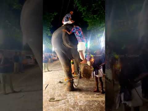 Vídeo: Kerala's Temple and Elephant Festivals: Essential Guide