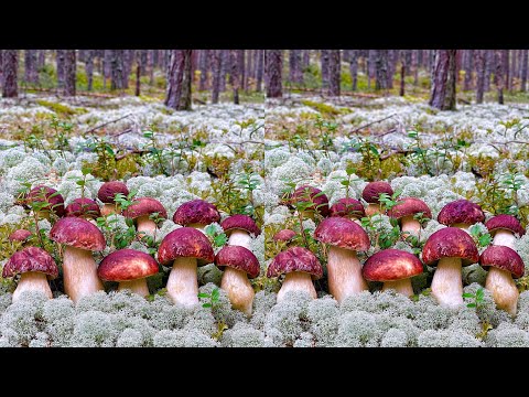 ПОМОГИТЕ! НЕТРОНУТЫЙ ЛЕС! МИЛЛИОН БЕЛЫХ ГРИБОВ и ПОДОСИНОВИКОВ с ОДНОЙ ПОЛЯНЫ! Грибник ОШАРАШЕН!