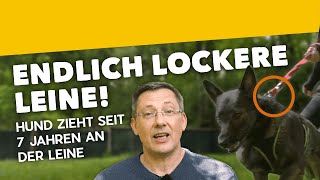 Leinenführigkeit: Hund zieht 7 Jahre an der LEINE ► Seit heute lässt er LOCKER! [Training #1] (2019)