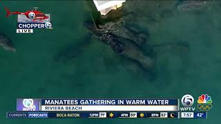 Manatees gather at FPL plant in Riviera Beach for warm water screenshot 5