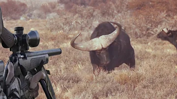 The fiercest confrontations between hunters and African buffalo