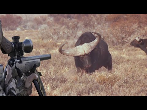 Video: Die uiteindelike paklys vir jou Afrika-safari