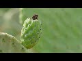 Cultivo de Nopal - Cactus Pear Cultivation ENG SUBS Tv Agro por Juan Gonzalo Angel