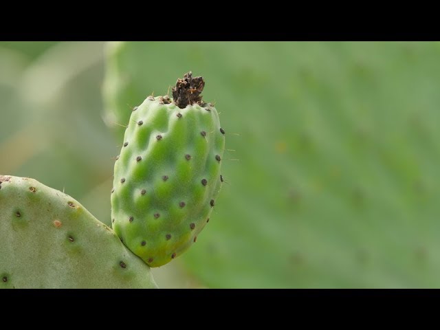 Cultivo De Nopal Cactus Pear Cultivation Eng Subs Tv Agro Por Juan Gonzalo Angel Youtube