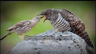 Suara pikat burung kedasih || burung mitos